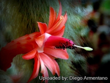 Cleistocactus winteri subs. colademononis