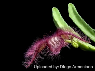 Stapelia gettleffii
