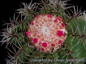 Melocactus matanzanus