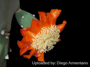 Opuntia quimilo