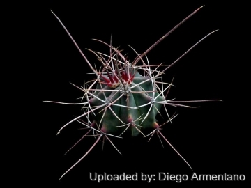 Ferocactus emoryi subs. rectispinus
