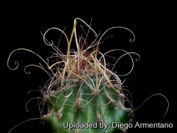 Ferocactus hamatacanthus subs. sinuatus