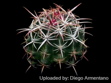 Ferocactus viridescens