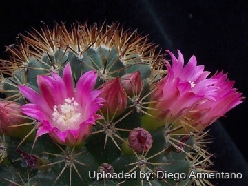 Mammillaria backebergiana