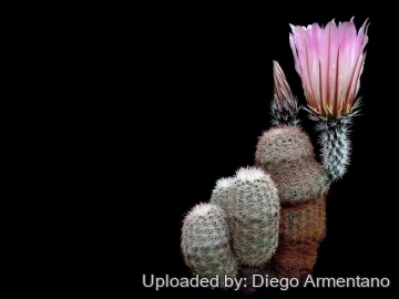 Echinocereus pectinatus