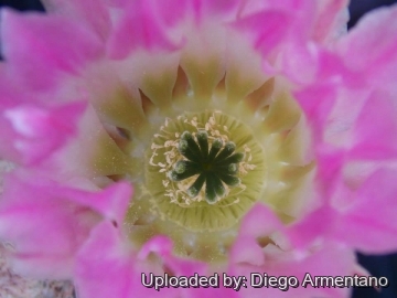 Echinocereus pectinatus