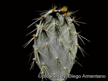 Opuntia engelmannii var. cyclodes