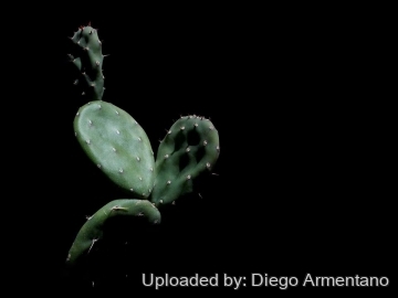 Opuntia johnsonii