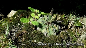 Gymnocalycium ochoterenae