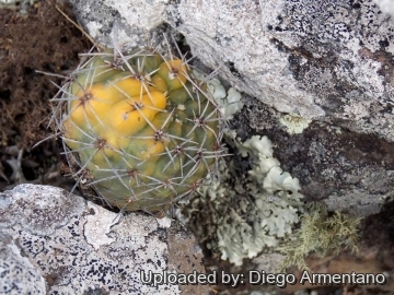 Gymnocalycium reductum var. leeanum