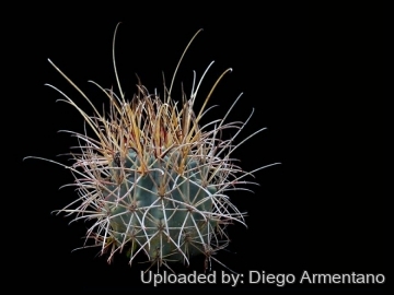 Sclerocactus uncinatus