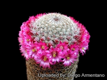 Mammillaria matudae