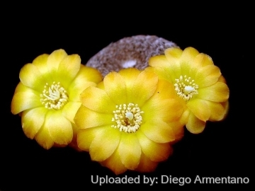 Rebutia arenacea