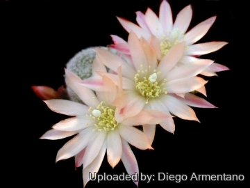 Rebutia cv. sunrise