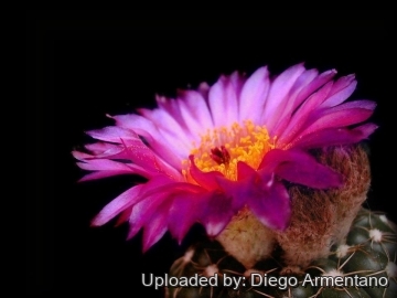Parodia werneri