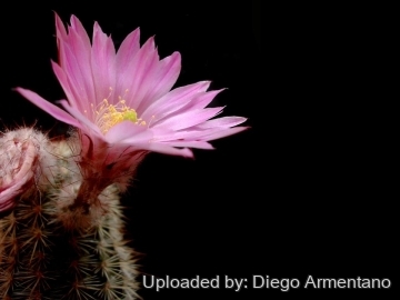 Echinocereus laui
