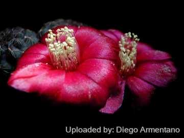 Sulcorebutia steinbachii subs. markusii