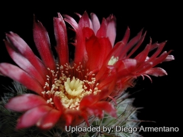 Parodia stuemeri var. tilcarensis