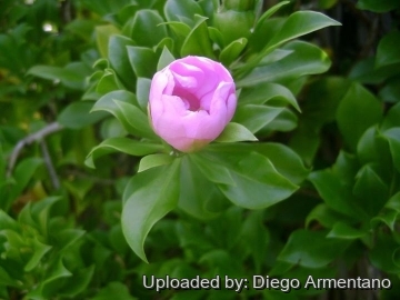 Pereskia quisqueyana