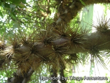 Pereskia quisqueyana