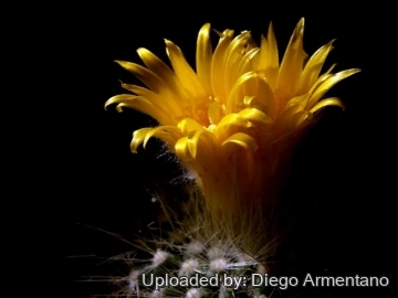 Parodia chrysacanthion