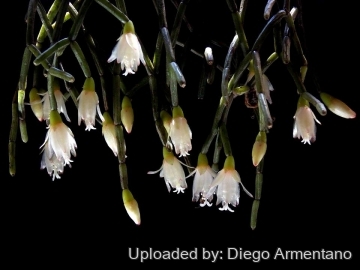 Rhipsalis cereuscula