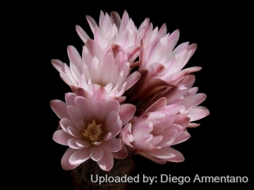 Gymnocalycium bruchii subs. pawlovskyi