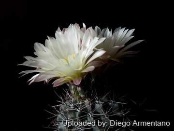 Gymnocalycium platense var. ventanicola