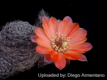 Rebutia euanthema