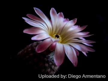 Parodia rutilans