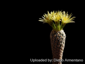 Turbinicarpus pseudomacrochele subs. krainzianus