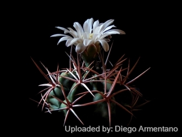 Gymnocalycium mostii