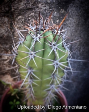 Echinopsis terscheckii