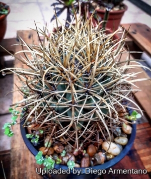 Ferocactus chrysacanthus