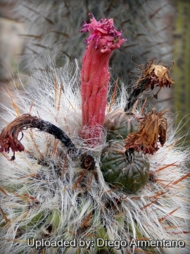 Oreocereus celsianus