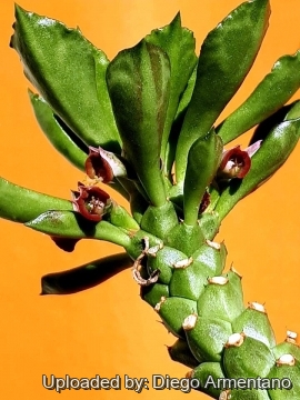 Euphorbia guentheri