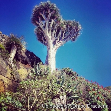 Dracaena draco subs. ajgal