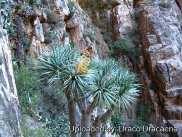 Dracaena draco subs. ajgal