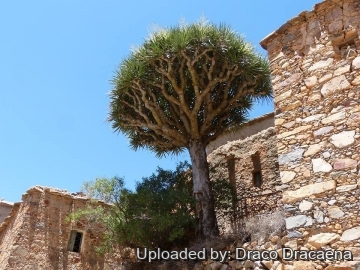 Dracaena draco subs. ajgal