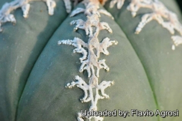Astrophytum myriostigma cv. Sazanami