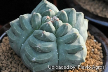 Astrophytum myriostigma cv. Kikko nudum