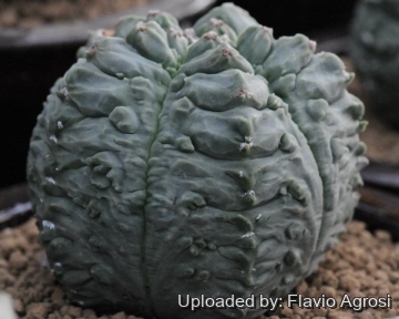 Astrophytum myriostigma cv. Yoroi