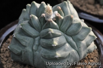 Astrophytum myriostigma cv. Kikko Fukuryiu