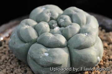 Astrophytum myriostigma cv. Kikko Ball nudum