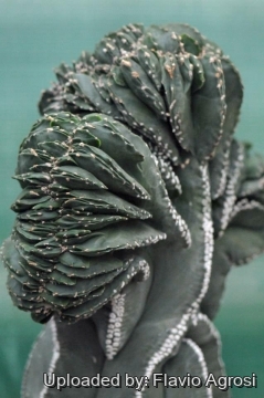 Astrophytum myriostigma cv. Double Ribs Nudum cristata
