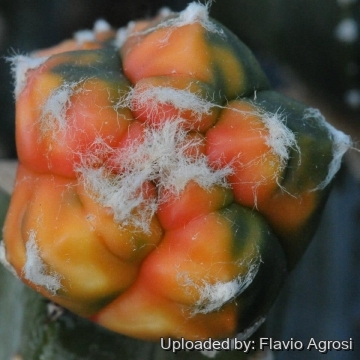 Astrophytum myriostigma cv. Kikko nudum Koh-yo