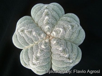 Astrophytum myriostigma cv. Onzuka Kikko Ball