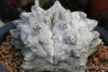 Astrophytum myriostigma cv. Onzuka Kikko