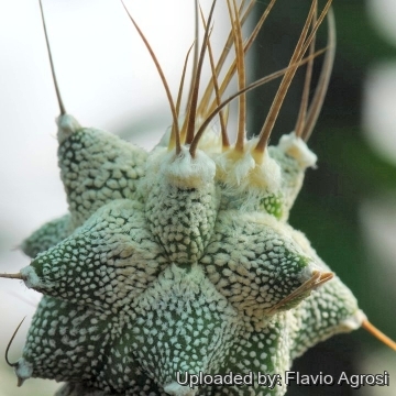 Astrophytum ornatum cv. Kikko