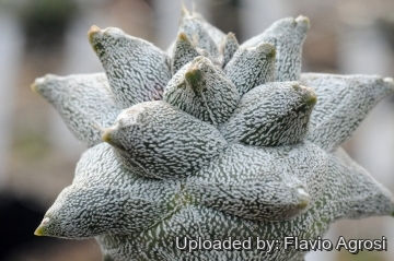 Astrophytum coahuilense cv. Hakuran
